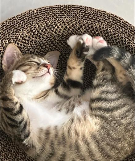 ALT

Una gatita joven y adorable está durmiendo plácidamente en un cesto de cartón corrugado. Su pelaje es de un patrón tabby, con rayas negras sobre un fondo de color gris y marrón, y una mancha blanca en el pecho y el vientre. Sus ojos están cerrados, y su expresión es de tranquilidad y satisfacción. Las patas del gatito están extendidas hacia arriba, con las patas delanteras entrelazadas y las patas traseras dobladas, mostrando sus delicadas púas rosadas. La gatita está acurrucada en el cesto, que tiene una textura de papelón corrugado, proporcionando un entorno cómodo y acogedor. La imagen transmite una sensación de paz y serenidad, capturando un momento de descanso y relajación.