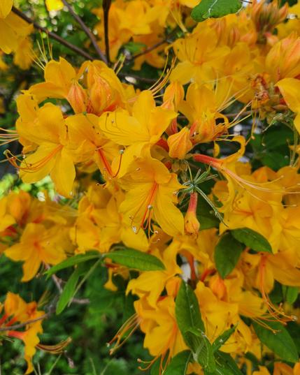 Orange azalea flowers trumpet their presence with wide open flowers and stamen and pistil projecting out as if sounding off.