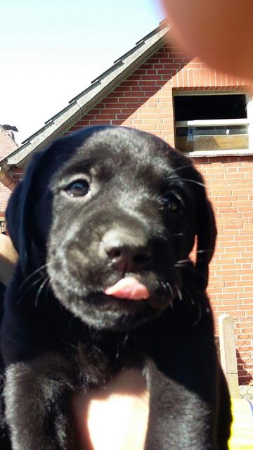 Labrador Welpe