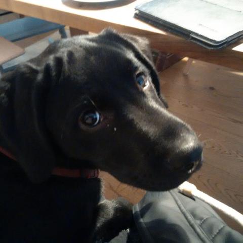 Labrador Junghund