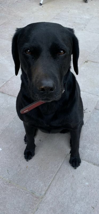 Labrador Hundesenior