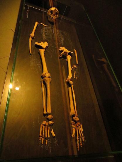 Ein Skelett mit einem kleinen Schädel und schmalen Knochen liegt in einer Vitrine. Es sind die Abdrücke eines menschlichen Skeletts auf einer dunklen Fläche sichtbar, die Umrisse der Knochen zeigen eine kleine Körpergröße. Das Licht reflektiert auf der Vitrine und sorgt für eine gedämpfte Atmosphäre.