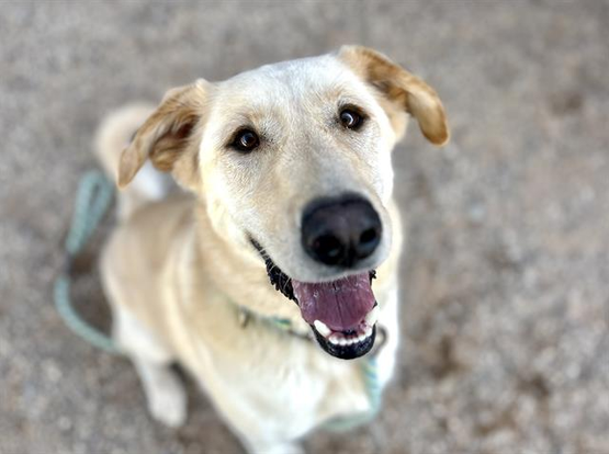Beautiful dog.