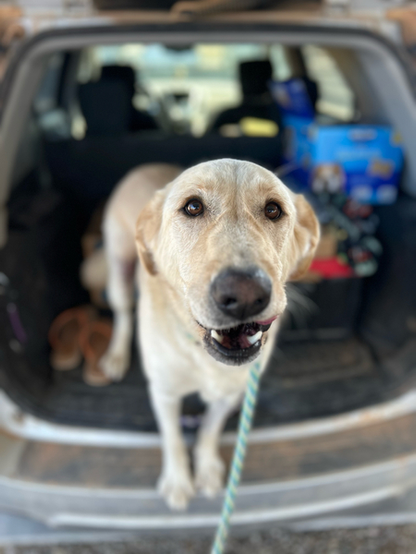 Beautiful dog.