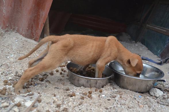 A skinny, fawn-colored puppy stands in its food bowl with its front paws, with kibble spilling out of it onto the sand all around, and strains forward with its head to reach the water bowl nearby