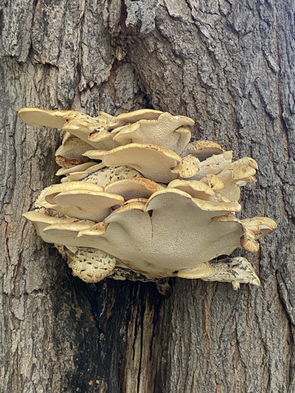 Beautifully robust mushroom growing out of a tree.