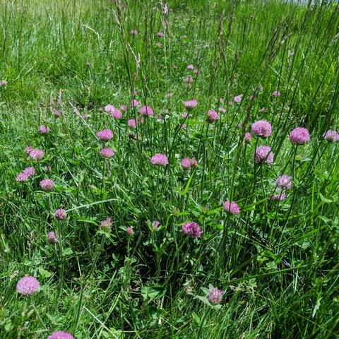 A photo showing part of a patch of clover and tall grass going to seed in a lawn. The clover is sort of pink colored but it's called red. There are about 3-4 dozen flowers shown.