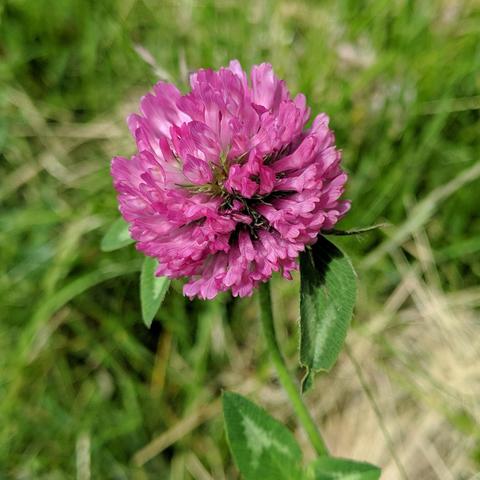 A closeup photo of a single red clover flower cluster. The color is pink. It is not fully bloomed and has green visible in the center. The petals have darker nectar guides visible.