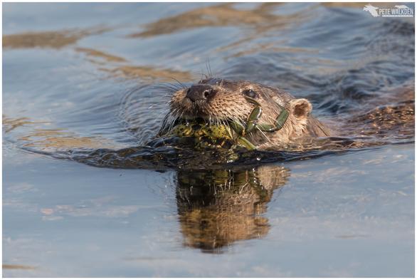 A photo of a Eurasian otter swimming ashore, holding a green crab in his jaws.