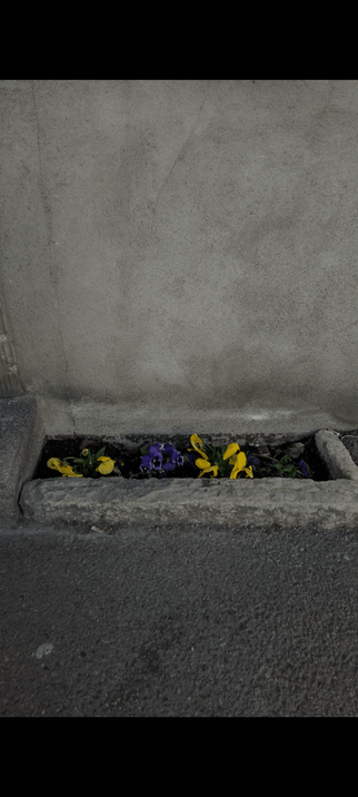 A rectangular flowerpot made in the street next to a wall of a building.