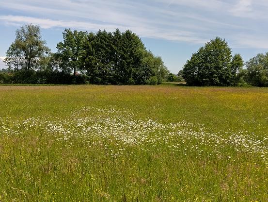 Eine Blumenwiese mit hohem Gras und zahlreichen weißen Margeriten im Vordergrund. Im Hintergrund steht eine Baumreihe aus Laub- und Nadelbäumen unter einem leicht bewölkten, blauen Himmel.