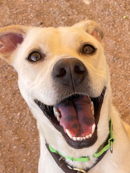 Beautiful dog.
"What a glorious girl!"