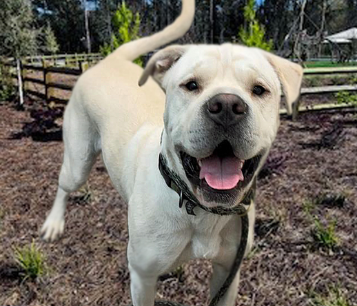 Beautiful dog.