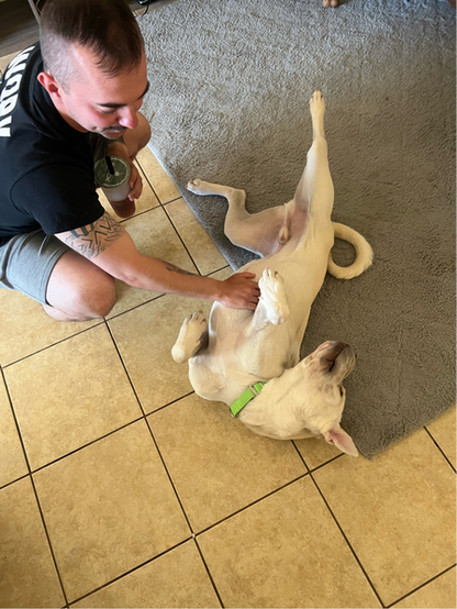 Beautiful dog upside down with a person.
"I love belly rubs!!"