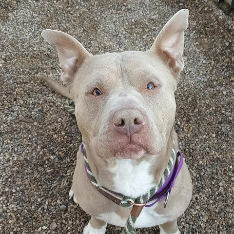 Beautiful dog.