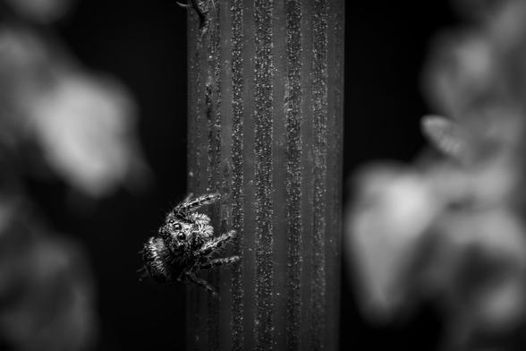 A black and white macro shot of a little jumping spider on a plant stem