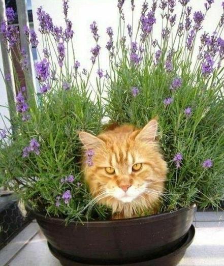 ALT

En la imagen, se observa un gato de pelaje largo y color naranja sentado dentro de un macetero lleno de lavanda en flor. El gato tiene ojos amarillos y una expresión tranquila, con las orejas erguidas. Las flores de lavanda son de un color púrpura vibrante y crecen en abundancia, rodeando al gato. El macetero es de color marrón oscuro y está colocado sobre una superficie blanca, posiblemente una terraza o un balcón. El fondo es neutro, lo que hace que el gato y las flores de lavanda sean los elementos centrales de la imagen
