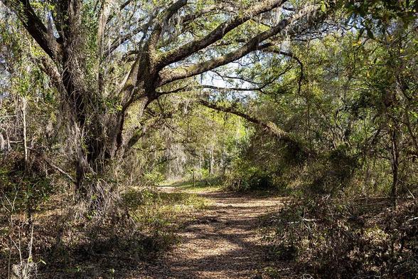 Spanish Moss hangs from the canopy of trees along a hiking trail in Lake Louisa State Park near Orlando, Florida.