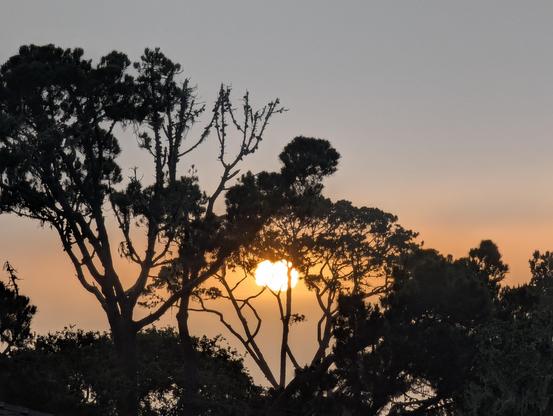 The sun below a layer of low marine clouds and behind some trees