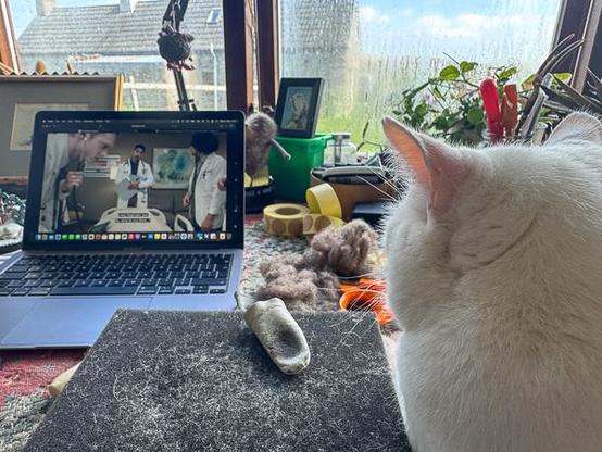 White cat watching US medical drama