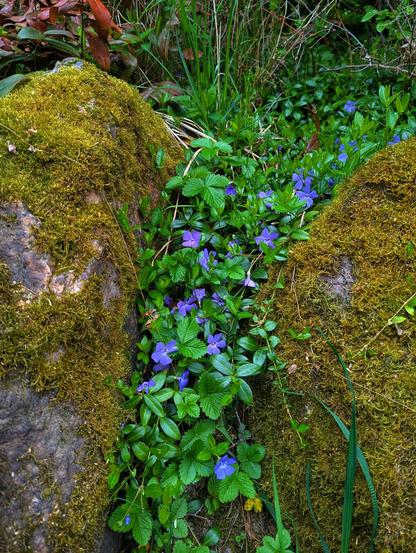 The image shows a close-up view of small, vibrant purple flowers, identified as Vinca minor, growing amongst green foliage, which appears to be wild strawberry, and moss-covered rocks. The flowers have five petals and are interspersed with bright green leaves, which are trifoliate (in threes) with toothed margins. The background is slightly blurred, drawing focus to the detail of the flowers and the textures of the surrounding moss and rock. The lighting suggests a natural, outdoor setting.
