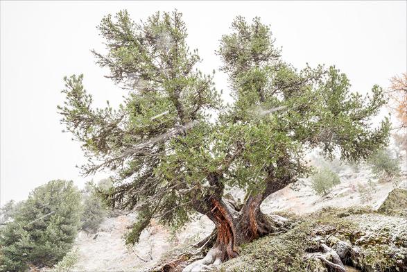 Photo d'un arbre dans une tempête de neige.
L'arbre est un pin cembro, aussi appelé arolle, espèce connue pour prendre des formes torturées du fait des conditions climatiques alpines. Celui de la photo a un tronc énorme et torturé, qui se divise rapidement en deux, il est plus large que haut.
Le reste de l'image est très clair, mais il y a encore peu de neige et on devine la végétation au sol, saupoudrée de neige. Le ciel est blanc et des flocons de neige filent devant l'arbre.
-
Photo of a tree in a snowstorm.
The tree is a cembro pine, also known as arolle, a species known to take on tortured forms due to Alpine climatic conditions. The one in the photo has a huge, tortured trunk that quickly splits in two, and is wider than it is tall.
The rest of the picture is very clear, but there's still little snow and we can make out the vegetation on the ground, sprinkled with snow. The sky is white and snowflakes stream past the tree.