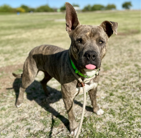 Beautiful dog.