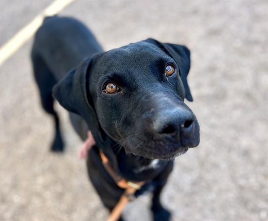 Beautiful dog.