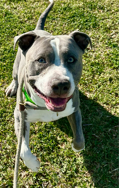 Beautiful dog.