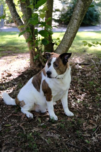 A white and brown dog sitting under a magnolia tree in the shade, turning his head toward the left side of the screen.