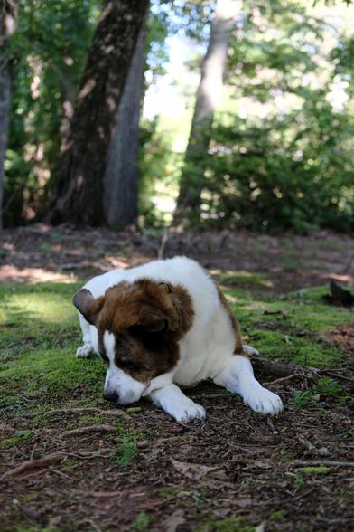 At the same spot as the previous photo, a white and brown dog lying on the ground in his yard in the shade of a magnolia tree, sniffing the ground