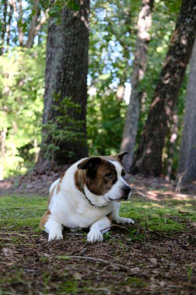 Also at the same spot, a white and brown dog lying on the ground in his yard, in the shade of a magnolia tree, looking toward the right side of the screen. Trees behind him.
