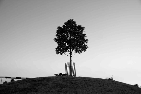 Silhouette of a tree with a metal guard, standing on a grassy hilltop.