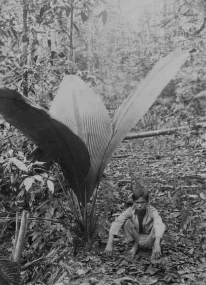 A person sits in a dense forest next to a large, fan-shaped palm frond.