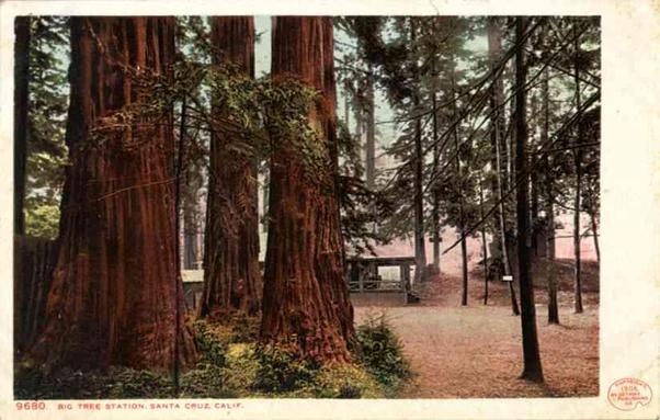 Vintage postcard of giant redwood trees at Big Tree Station, Santa Cruz, California, with a small wooden structure in the background.