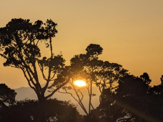 Sunrise through some trees and over distant mountains