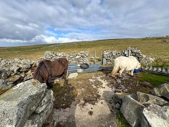 Shetland ponies eating