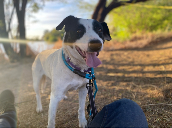 Beautiful dog.
"Adopt me and I will love you furever"