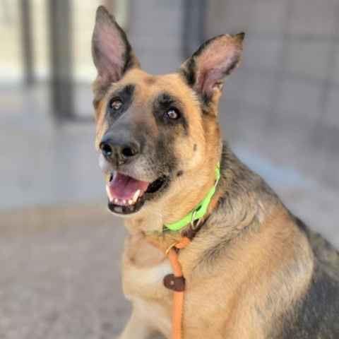 Beautiful dog.