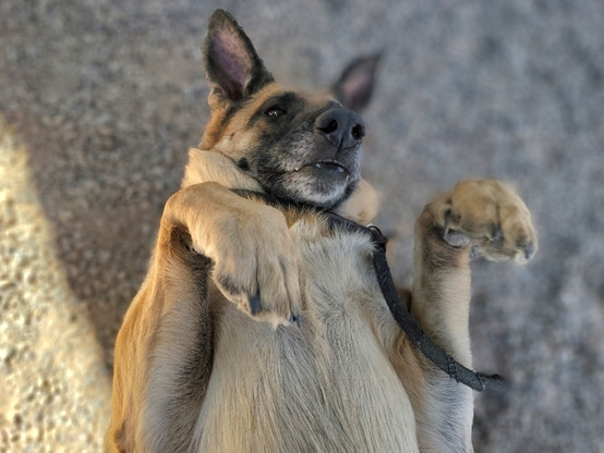 Beautiful dog.