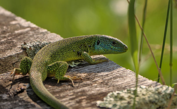 Un lézard vert européen (lézard relativement gros avec un corps recouvert de petites écailles dans les nuances de vert et de noir à l'exception de la tête qui a comporte du bleu). Il est posé au soleil sur un sol en bois au dessus de la végétation. Il regarde vers l'objectif.