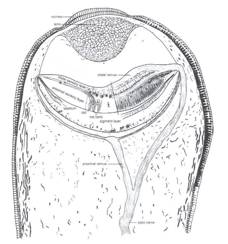 a cross section diagram of a scallop eye. a cornea on top, then a lens, then a lens, then a dual-layer mirrored retina, then rods and cones, then a pigment layer. From Wilkens 2006