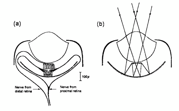 a schemaitc showing how the nerves connect to the dual-layer retina, and how light is refracted through a top lens, reflected from the bottom retina to focus, and absorbed by the second retina where the photons are absorbed, sent down the optic nerve. From Wilkens 2006
