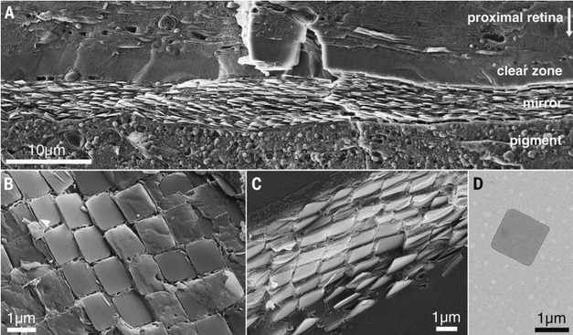 A close up from Palmer 2017 of the microstructure of the eye via electron microscope. One of the retinal layers is made of little plates of guanine, around 1 micron across, looking like fish scales