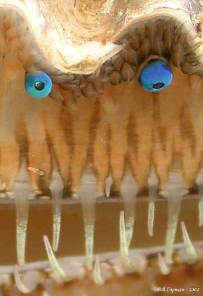 A close up of the vividly pigmented blue eyes, with the corneas visible.