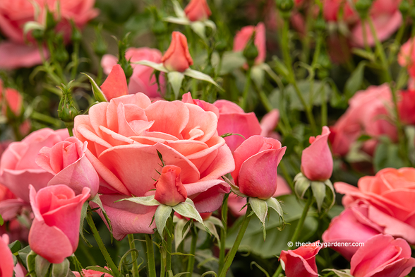 Shell pink roses.