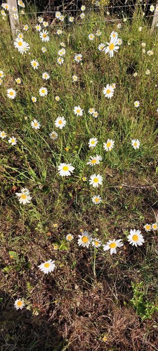 Tall daisies in a grass verge, with a wire fence behind them.
