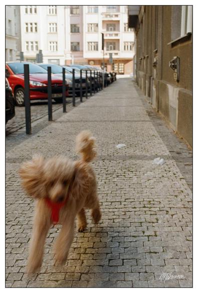 A photo of a urban street with cobblestone sidewalk with motion blurred peach poodle running towards the camera