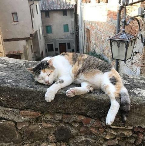 ALT

En la imagen, se observa una gata calicatada durmiendo tranquilamente sobre una pared de piedra en una calle estrecha de un pueblo antiguo. La gata, con un pelaje blanco, marrón y gris, está acostada con los ojos cerrados y las patas extendidas, mostrando una postura relajada. La pared de piedra, de color gris, tiene una textura rugosa y está construida con bloques de piedra de diferentes tamaños. A la derecha de la gata, se ve una farola de estilo antiguo con un diseño metálico y una lámpara de vidrio. En el fondo, se pueden ver edificios de piedra con fachadas de colores claros y ventanas con contraventanas verdes. La escena transmite una sensación de paz y tranquilidad, con la gata como el centro de atención en este entorno histórico.