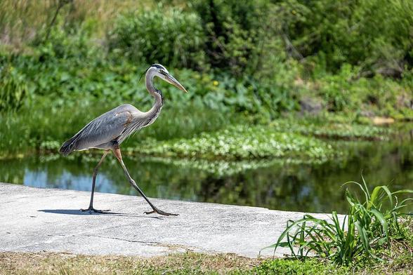 A majestic Great Blue Heron strolls through the serene wetlands of Lake Apopka Wildlife Drive, Orlando, Florida.